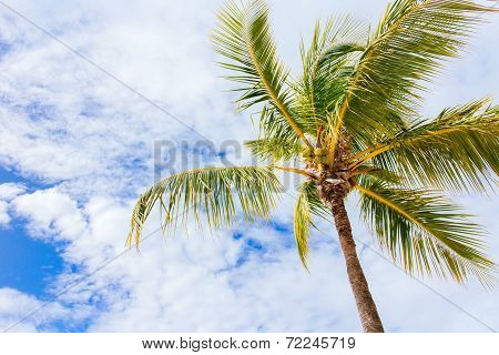 Coconut tree
