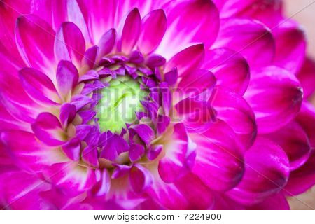 Makro visning af Pink blomst Dahlia