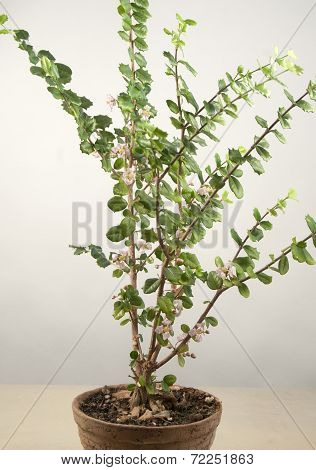 Barbados Cherry (malpighia)