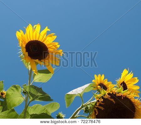 Sunflowers on cloudless day