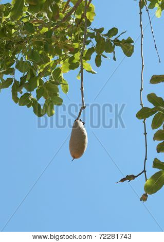 Kigelia africana fruit