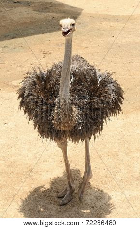 Ostrich