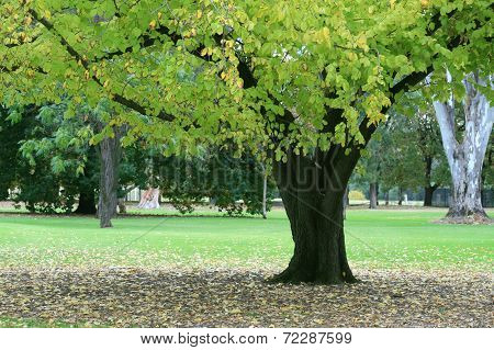 Green Leafy Tree