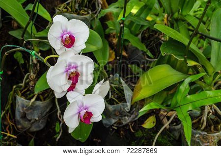 White Orchids In The Garden