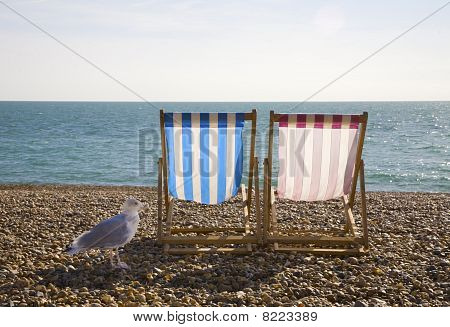 Чайка и шезлонгами на Брайтон-Бич
