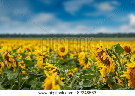 Sunflower Plantation