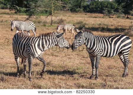 Zebras in the grasslands