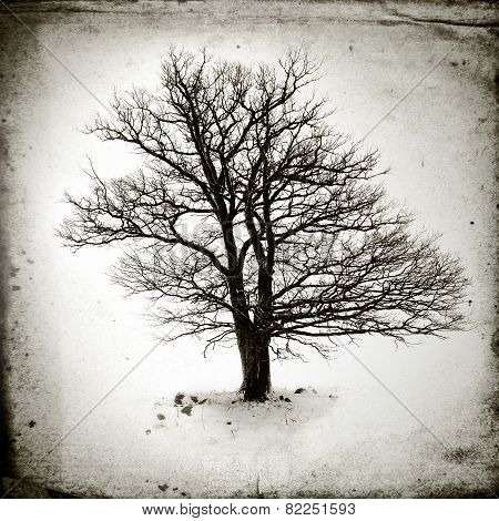 Lone Tree Without Leaves