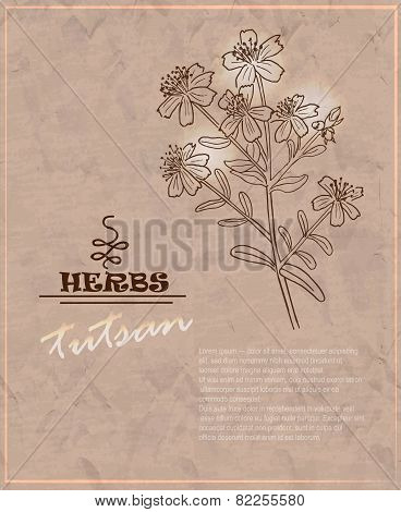Vintage Background With Tutsan On Old Paper
