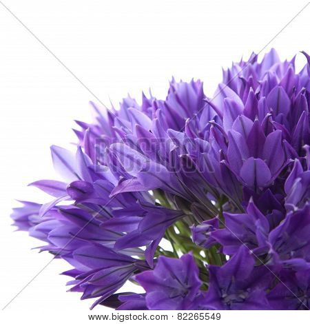 Brodiaea