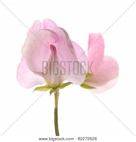 Sweet Pea Flowers