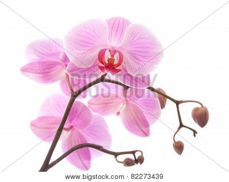 Phalaenopsis,