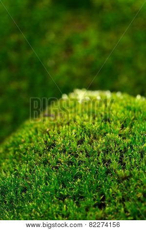 Green Moss Macro
