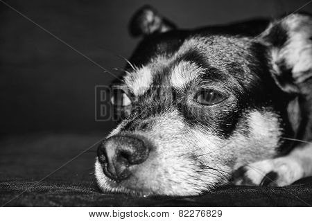 Close Up Of Dog's Face