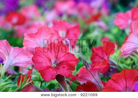 Sfondo fiore. Petunie