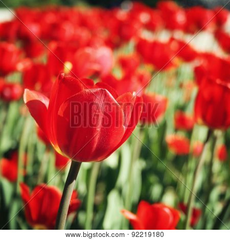 Red Tulips On The Flowerbed. Aged Photo. Macro.