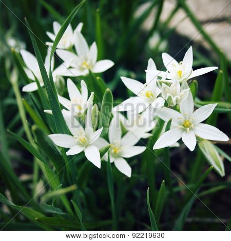 Allium Humile, Small White Flowers. Toned Photo.