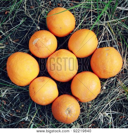 Oranges On The Grass. Aged Photo.