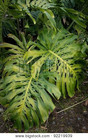 Monstera Green Plant Leaves in Hawaii