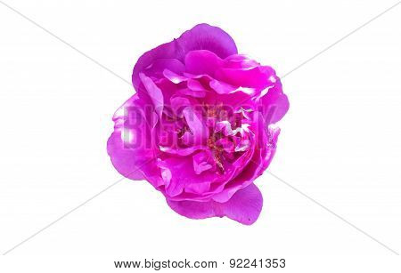 flower wild rose on a white background