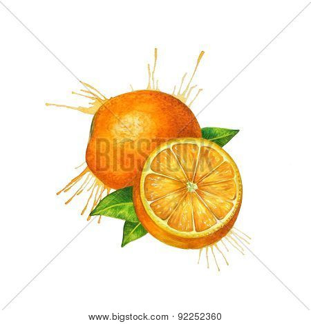 Watercolor orange sketch