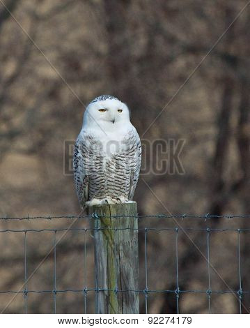 Snowy Owl