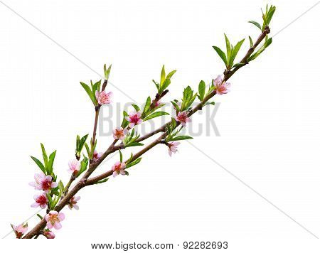 Peach Blossom