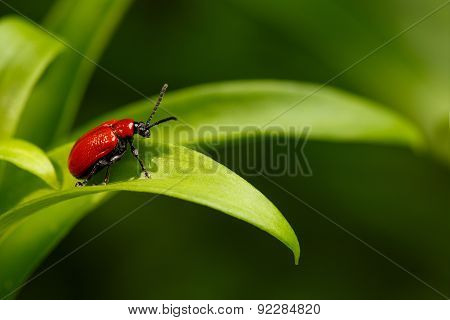 Red Scarlet Lily Beetle On Plant