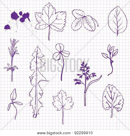 Set of pencil drawing herbs and leaves