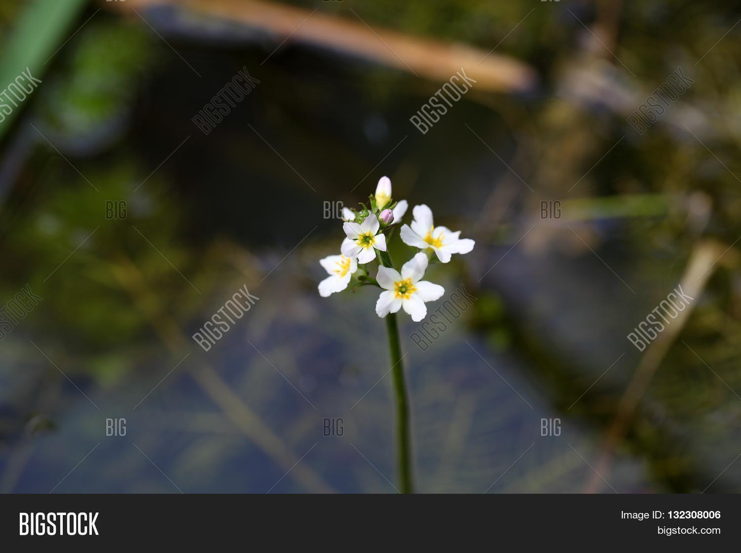 Flowers Water Violet Image & Photo (Free Trial) Bigstock