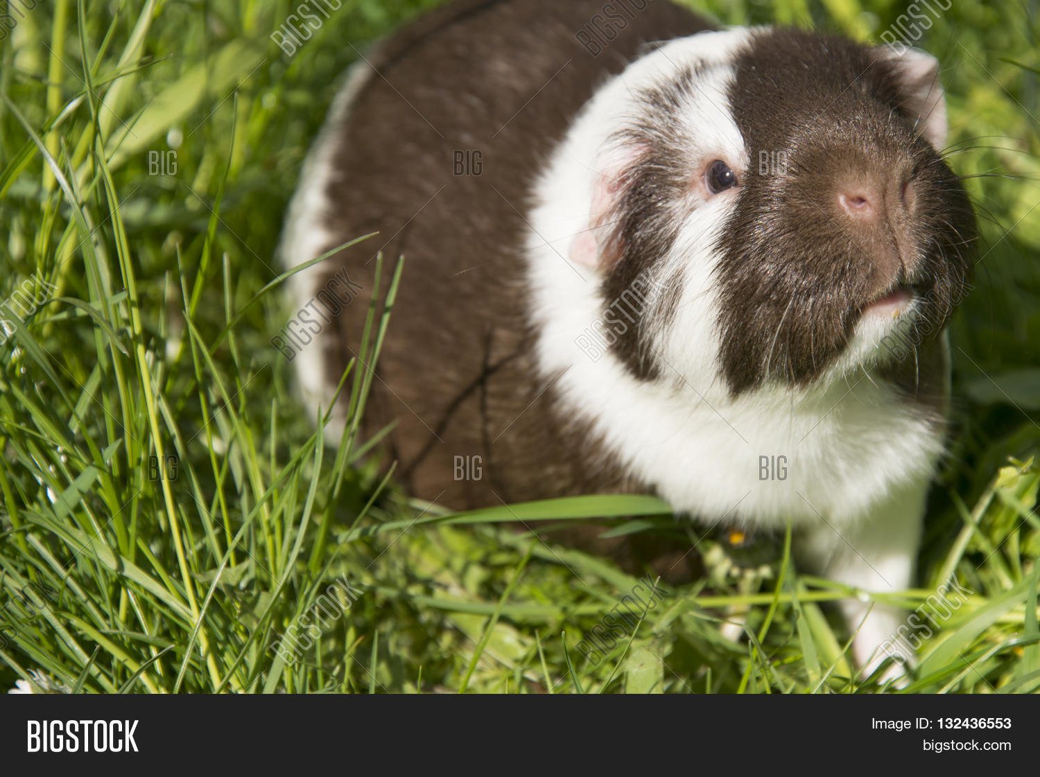 Guinea Pig Eating Image & Photo (Free Trial) Bigstock