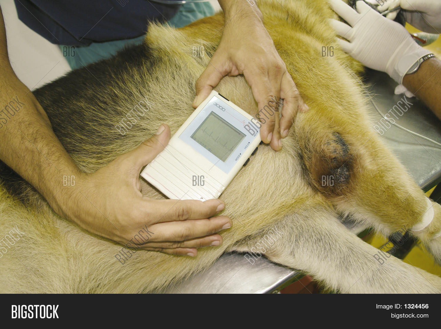 Heart Monitor Dog Image & Photo (Free Trial) Bigstock