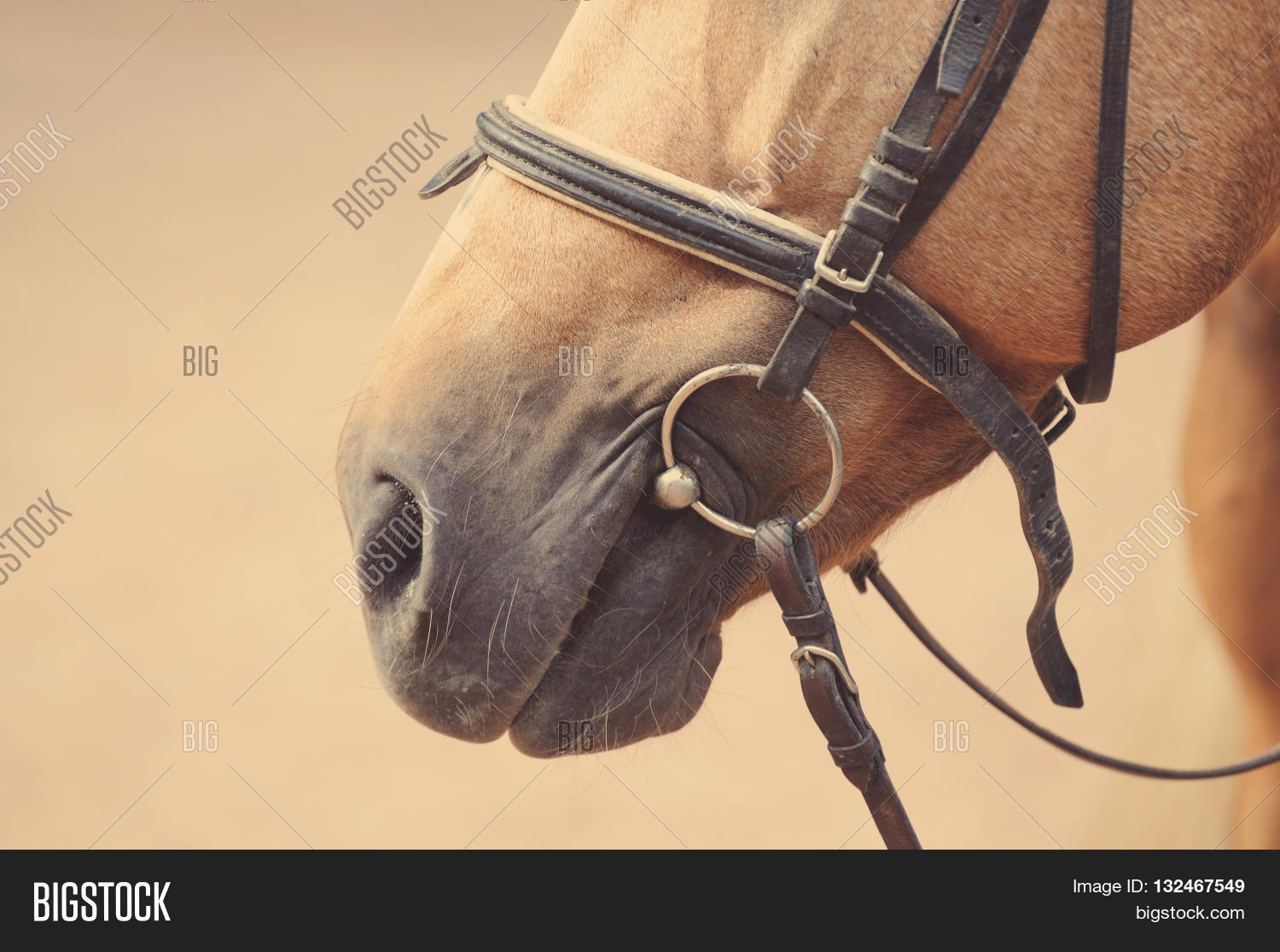 Horse Nose Muzzle Bit Image & Photo (Free Trial) Bigstock