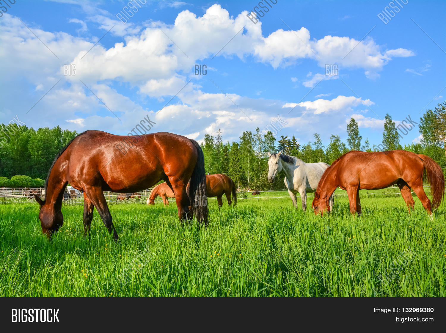 Group Horses Grazing Image & Photo (Free Trial) Bigstock