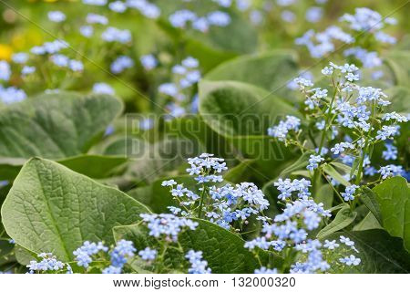 Fresh beautiful blue forget-me-not flowers myosotis background
