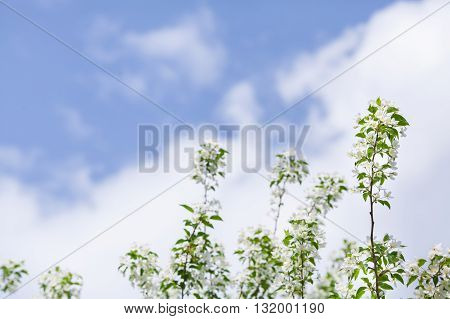 Blooming white branches of apple tree on sky background