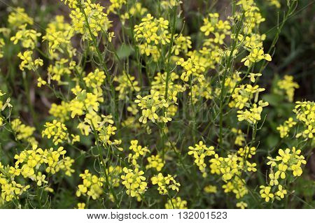 Flowers of Erysimum crepidifolium a poisonous plant from Central Europe.