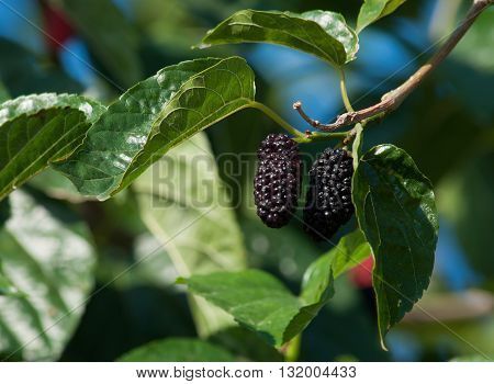 black ripe mulberries and red unripe mulberries on the branch. fresh mulberries