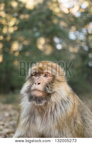 A portrait of a barbary macaque monkey in the forest of Ifrane, Morocco, Africa