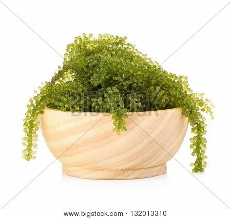 Umi-budou Seaweed Healthy sea food. Oval sea grapes seaweed. Healthy Food Close up Green Caviar on white background.