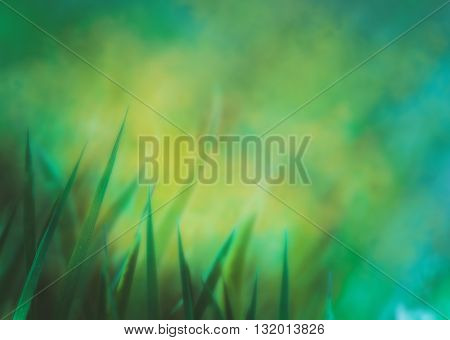 Spring background. Grass with copyspace. Floral background.