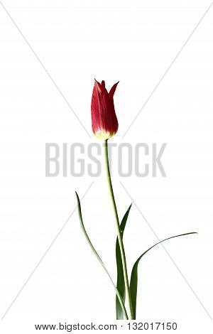 One red tulip isolated on white background
