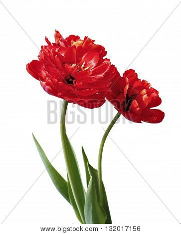 Bouquet of red terry multilobal tulips isolated on white background