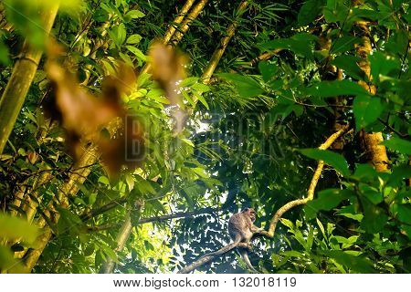 Japanese macaque Macaca fuscata in natural habitat rain forest and jungle Khao Sok National Park Surat Thani Province Thailand.