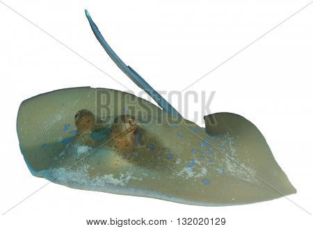 Kuhl's Stingray isolated on white background