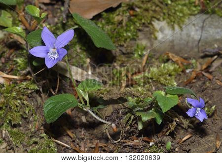 Common Dog-violet - Viola riviniana Flowers and Leaves