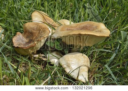 St George's Mushroom - Calocybe gambosa Growing in meadow
