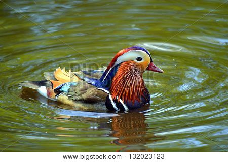 Male mandarin duck Latin name Aix galericulata