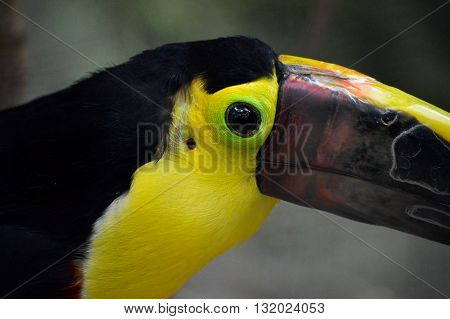 Close up of a Green Aracari bird