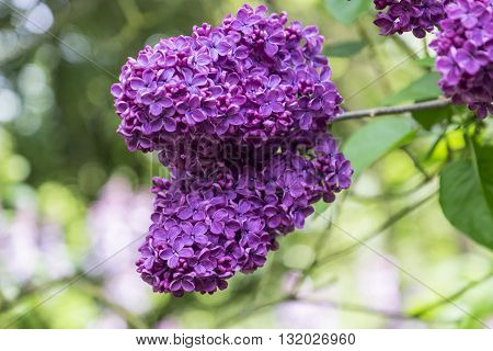 Beautiful pink purple butterfly bush or buddleja davidii